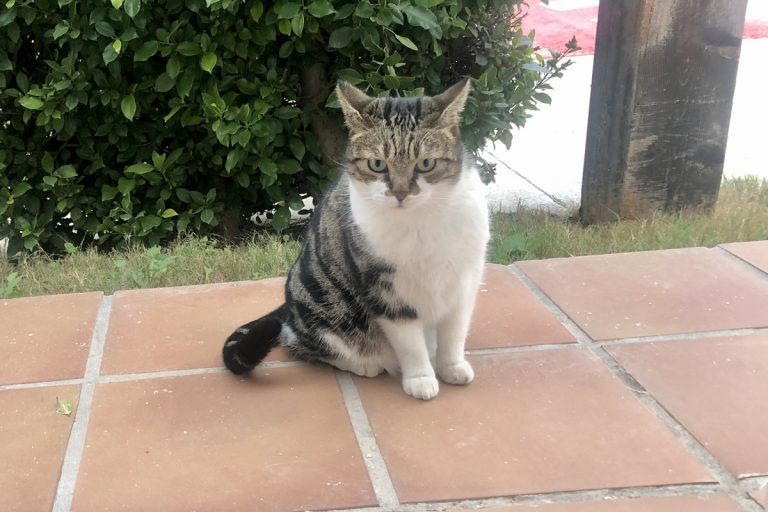 El gato de mi vecina