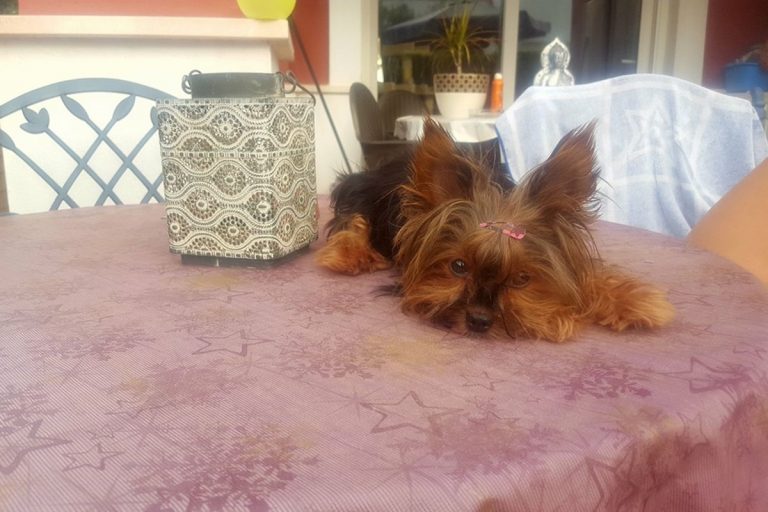 Amarga carta de despedida: Hasta siempre Chanel