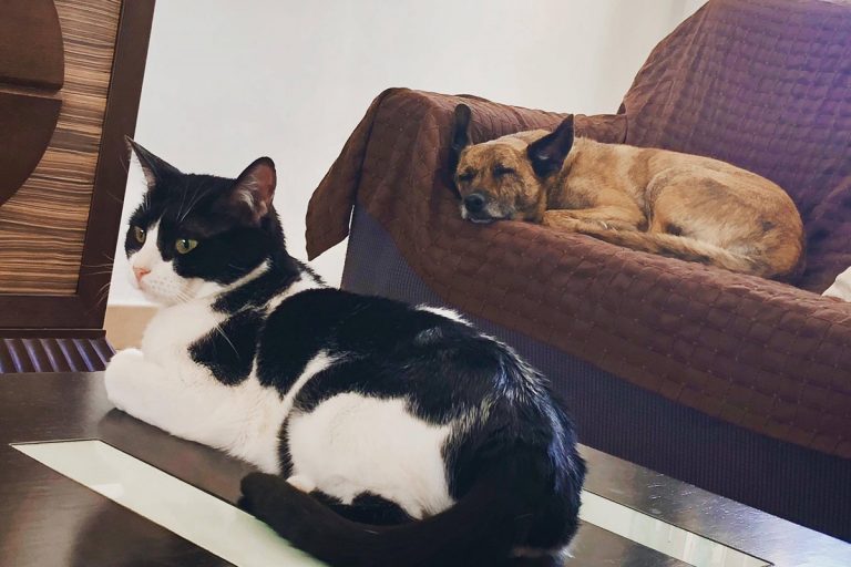 Gregoria, Goya para los amigos