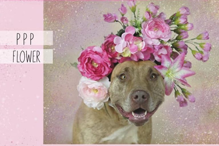 Diario de un "PePePe", o algo así